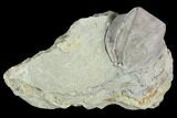 Blastoid (Pentremites) Fossil - Illinois #102255-1